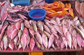 Thailand-Market Fish Fresh