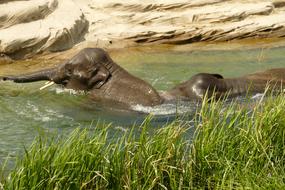 Elephant Mammals Fauna