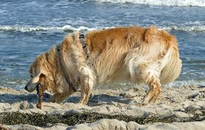 Sea Beach Dog Golden