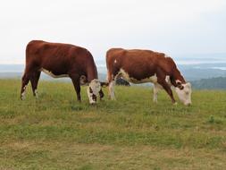 Cow Cattle Brown