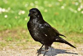Raven Crow Bird