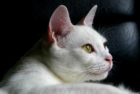 Cat Pet Animal