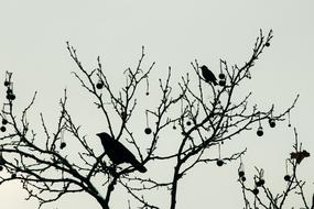 Raven Blackbird Bird