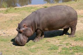 Hippopotamus Hippo Zoo
