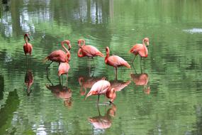 flock of flamingos in a pond