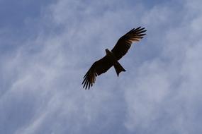 Bird Wild Animal