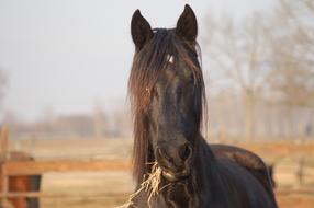 Horse Horses Riding