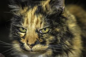 Cat Close Up Photo