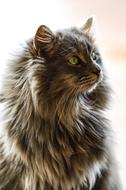 Cat Feline Animal
