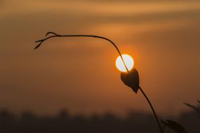 Heart Sunset Leaf