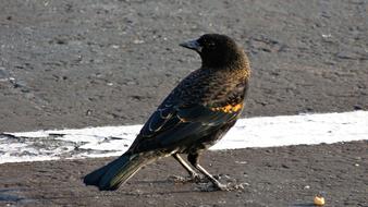 Blackbird Bird