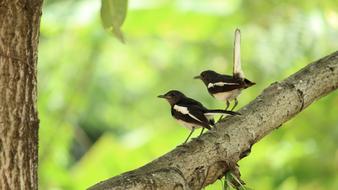 Kerala India Bird