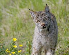 Lynx Cat Predator
