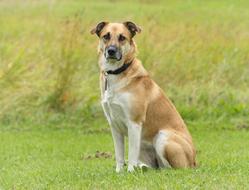 Dog Meadow Grass