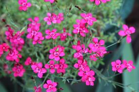 Mini Eyelets Flowering
