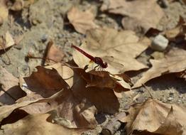 Dragonfly Insect Nature
