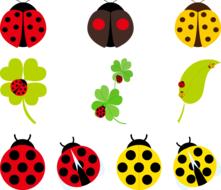 ladybug red yellow