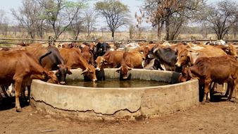 Cattle Water Trough Livestock