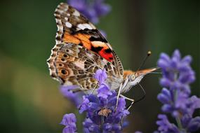 Butterfly Summer Garden Close