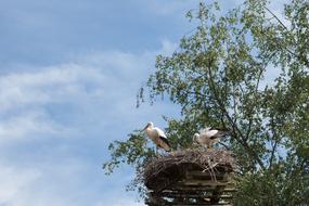 Nest Stork Bird