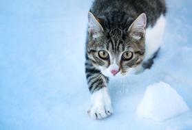 Crouching cat in the snow