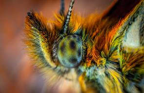 Butterfly lepidoptera macro view