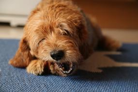 Dog Pets Ben