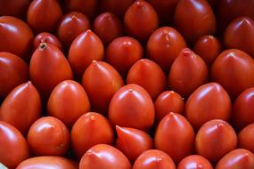 juicy tomato harvest