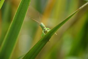blurred background, grasshopper on a blade of grass