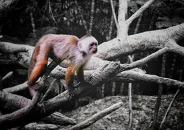 Animal Ape Mono
