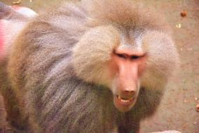 fluffy baboon at the zoo