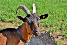 Goat Billy Horns