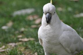Cockatoo Bird Australia