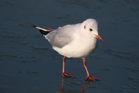 Bird Seagulls Seagull