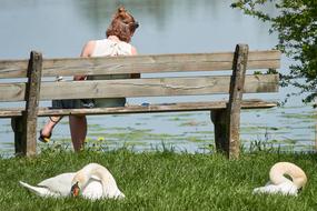 Swan Bank Woman