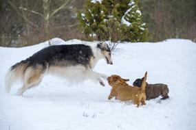 Borzoi Russian Greyhound
