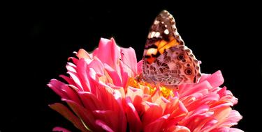 Butterfly Insect Flower