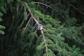 Blue Tit Bird Fir