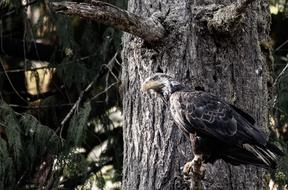 Eagle Bald Bird