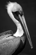 Pelican Bird Avian
