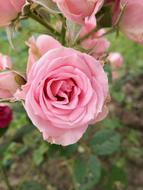 Rose Summer Macro