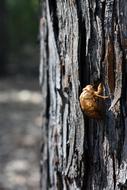 Cicada Shell Insect