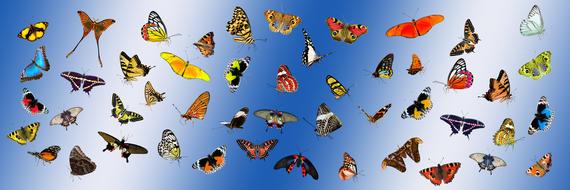 collection of beautiful butterflies