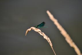 Dragonfly Green Insect