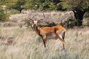 Lechwe Males Male Red Swamp