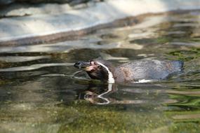 Penguin Bird Water