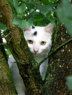 Cat White Animal