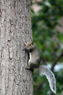 Squirrel on Tree Bark