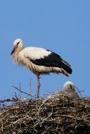 Stork Bird Nature