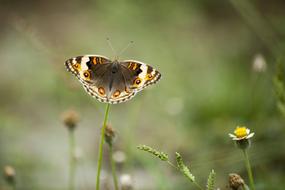 Animal Insect Butterfly